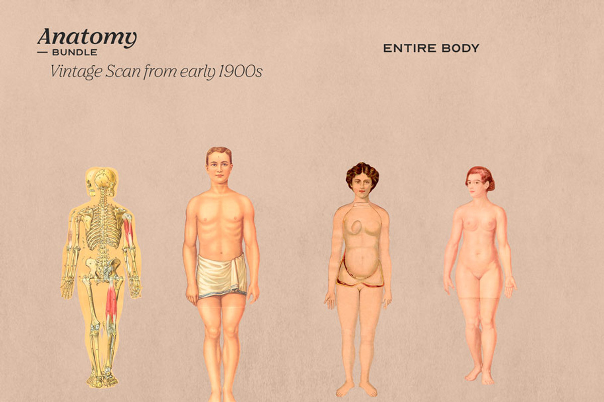 Anatomy Collage Elements 200+, an Illustration by Francesco Stefanini (Photo 6 of 10)