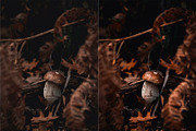 Fall Lightroom Presets, an Action Add-On by Viktor Gjokaj (Thumbnail 3 of 4)