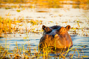 Hippopotamus Chobe River, an Animal Photo by THP Creative