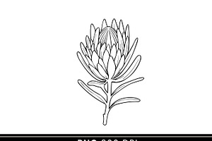 Australian Native Flowers Clipart