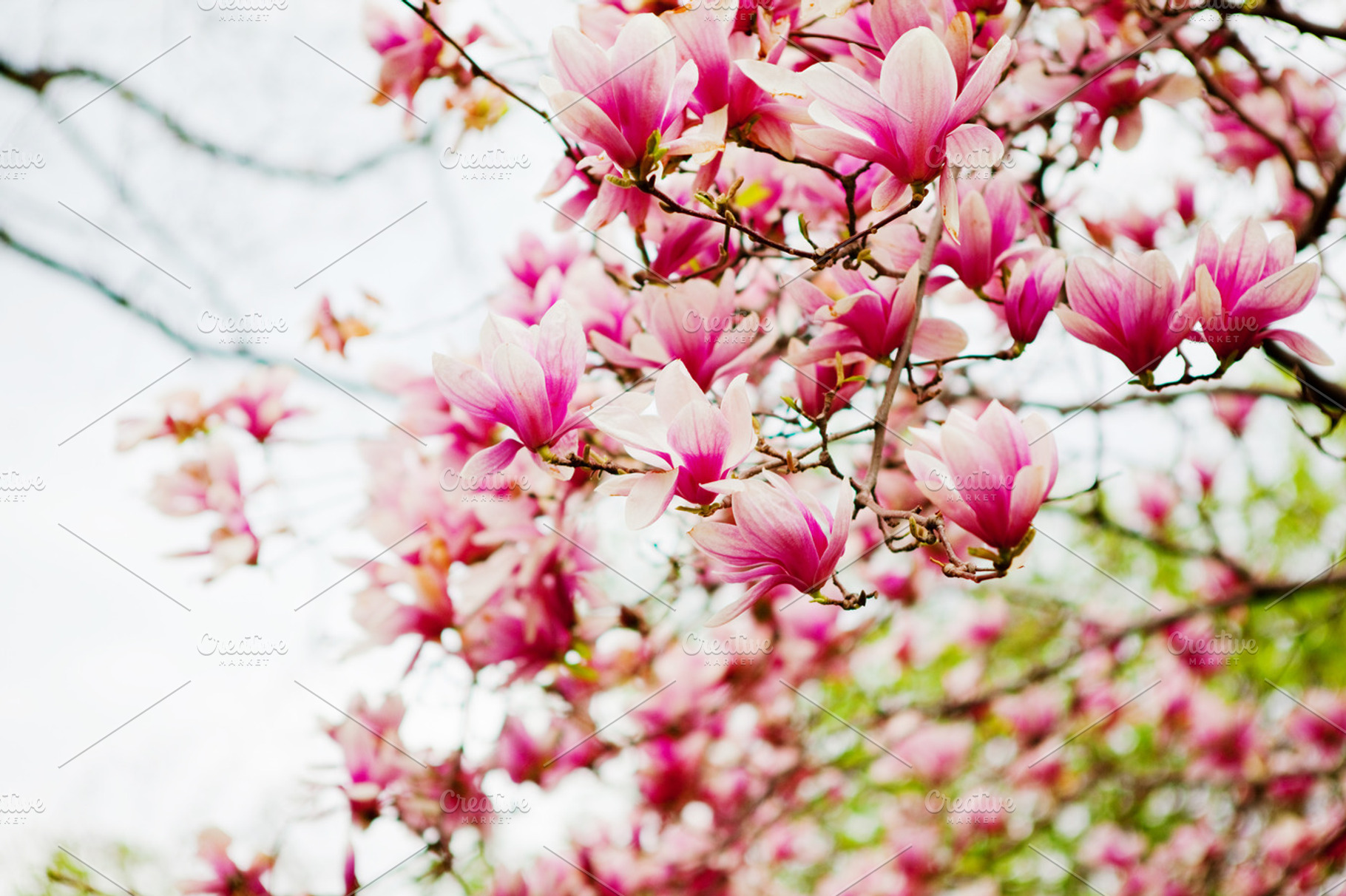 Magnolia featuring magnolia, blossom, and flowers, a Nature Photo by marikasan