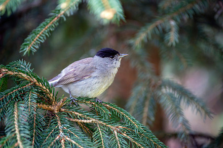 Male blackcap perched on a pine tree., an Animal Photo by CreativePhotoSpain