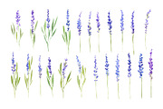 Watercolor Lavender Flowers Png, an Illustration by GraphicsDish (Thumbnail 2 of 4)