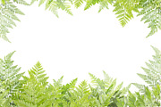 Nature border featuring background, botanical, and botany, an Arts & Entertainment Photo by rakoptonLPN (Thumbnail 4 of 4)