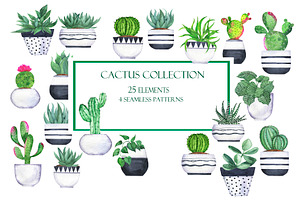 Cactus collection
