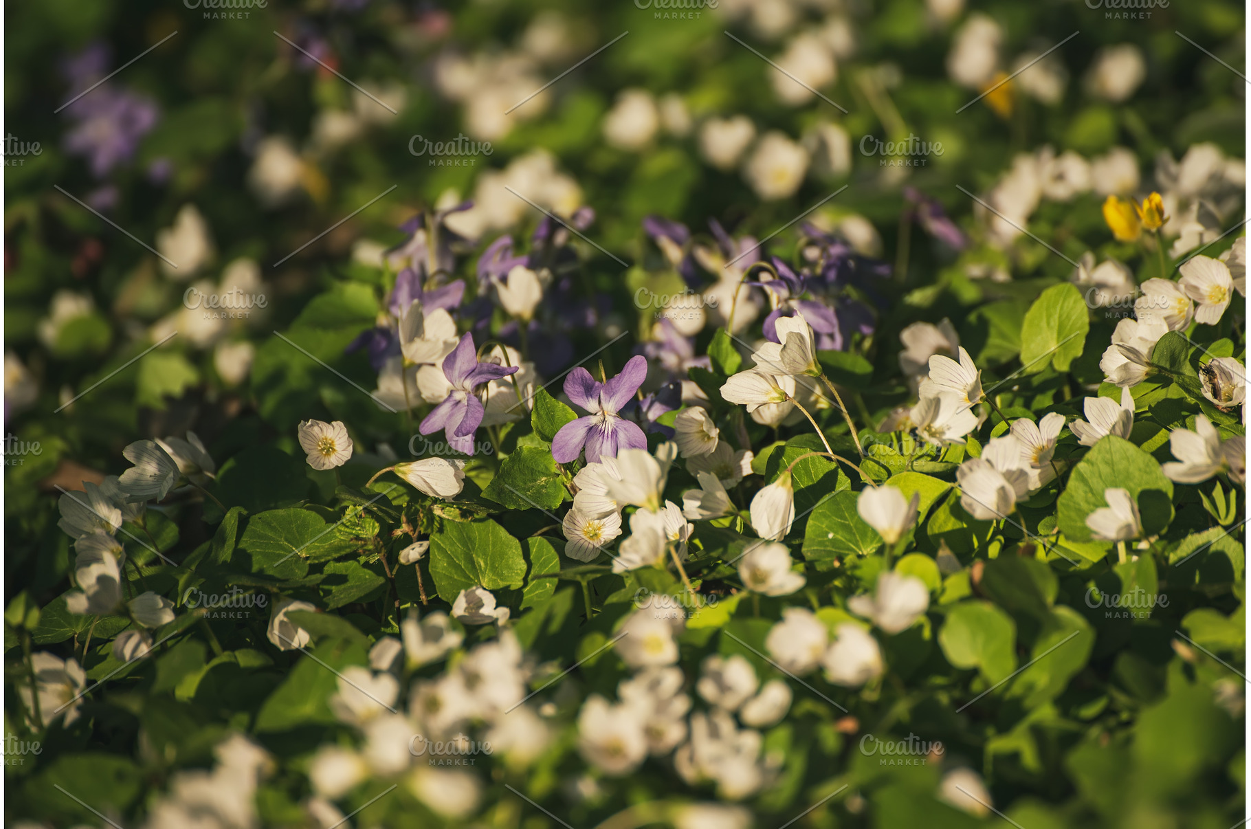 White anemone and violet flowers, a Nature Photo by Nature and travel