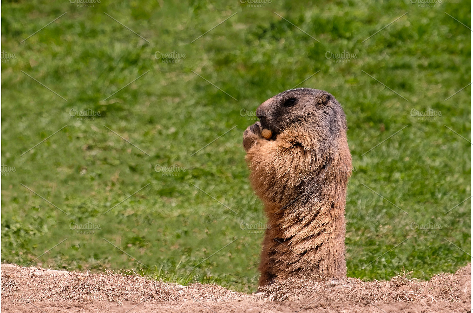 Alpine marmot, marmota marmota. It, an Animal Photo by reisegraf.ch