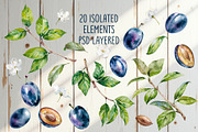 Blooming plum watercolor clipart, a Decorative Illustration by Eva Kleinman (Thumbnail 2 of 14)