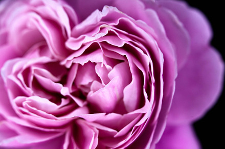 Cathedral Rose