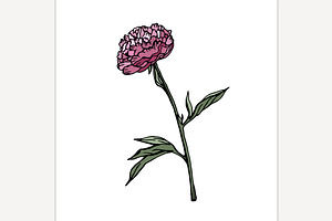 Pink peony. Botanical drawing., an Object Illustration by Anna's Shop