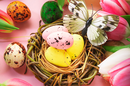 Spring Easter holiday pink background with tulips, quail eggs, b, a Holiday Photo by 5PH