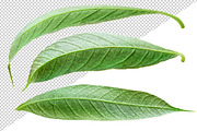 10 glossy leaves, an Object Graphic by Fruits+Veggies (Thumbnail 3 of 4)