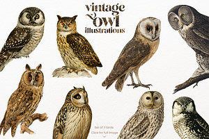 Vintage owl illustrations, an Animal Illustration by Natalka Dmitrova art