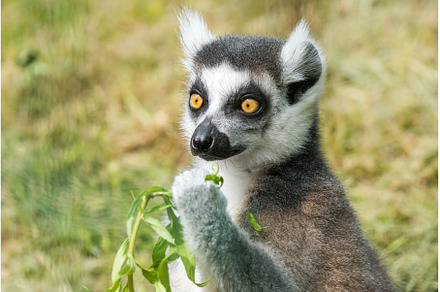 Ring Tailed Lemur Close up watches, an Animal Photo by COLORFUL