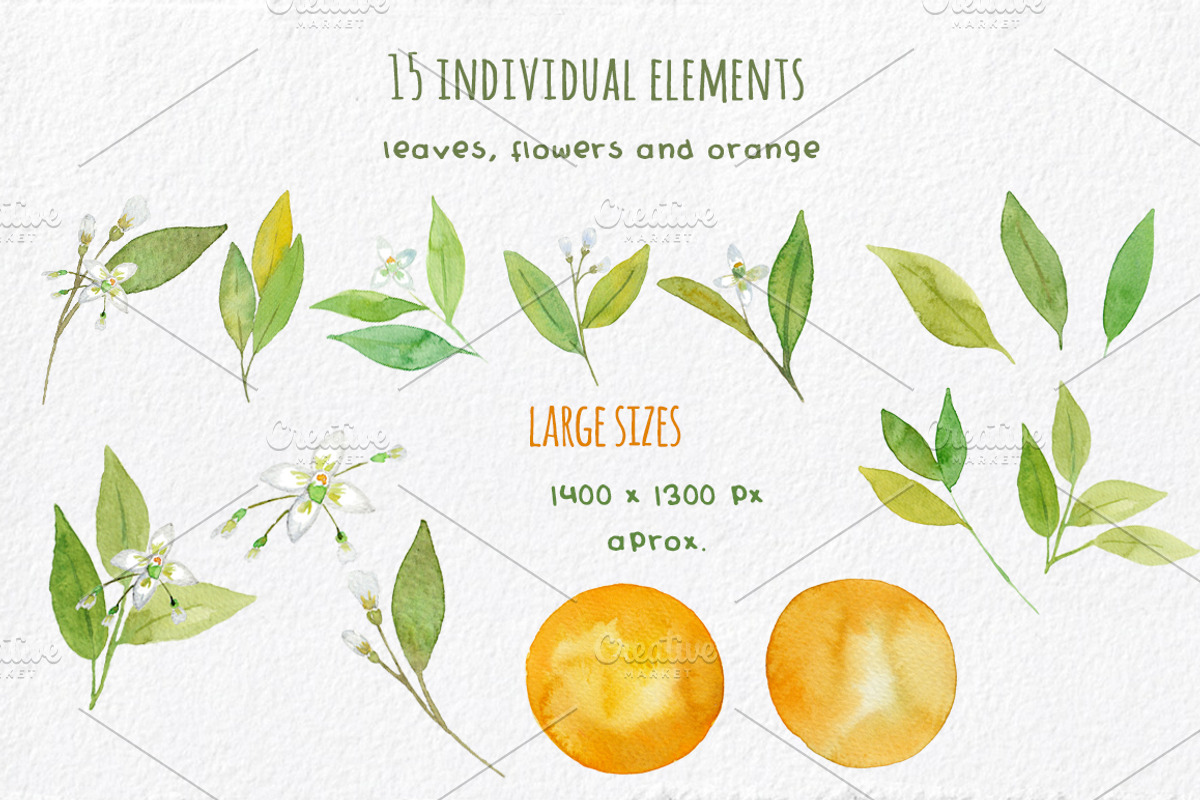 Orange Blossom - Watercolor handmade, an Illustration by MaraquelaStudio (Photo 2 of 6)
