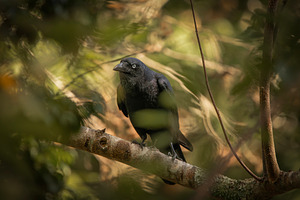 Torresian Crow, an Animal Photo by Rob D Animal Photography