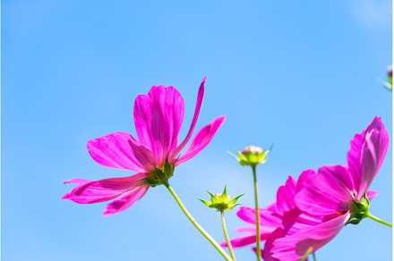 Cosmos pink flowers, a Nature Photo by Neirfy