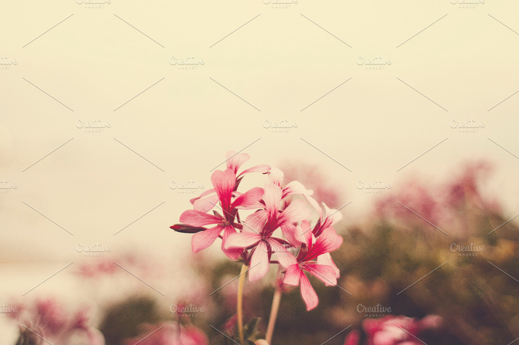 Beautiful pink flowers I