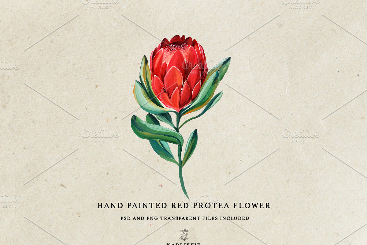 Watercolor King Protea, a Decorative Illustration by Karliefie (Photo 4 of 5)