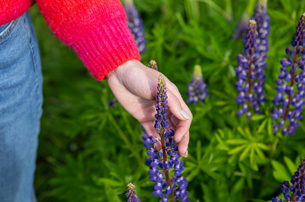 Girl's hand touches purple flowers lupins close-up on a sunny summer day. Beaut, a Person Photo by Artsaba Family