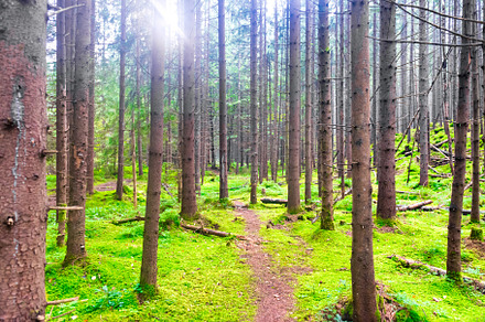 Green forest with mist, a Nature Photo by Vapi