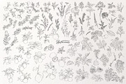 Editorial Botanical Line Art, an Object Illustration by Mio Buono (Thumbnail 10 of 16)