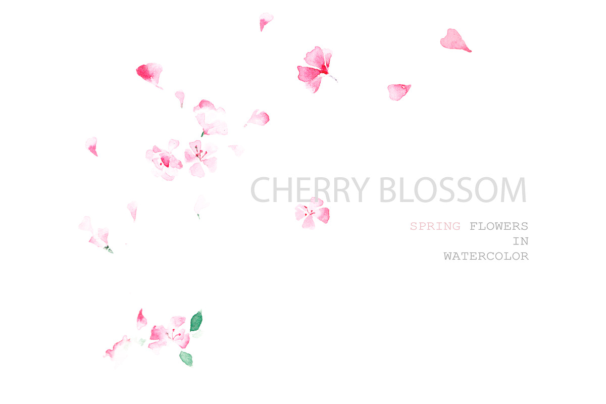Cherry blossom, a Person Illustration by Knysh Ksenya (Photo 4 of 7)