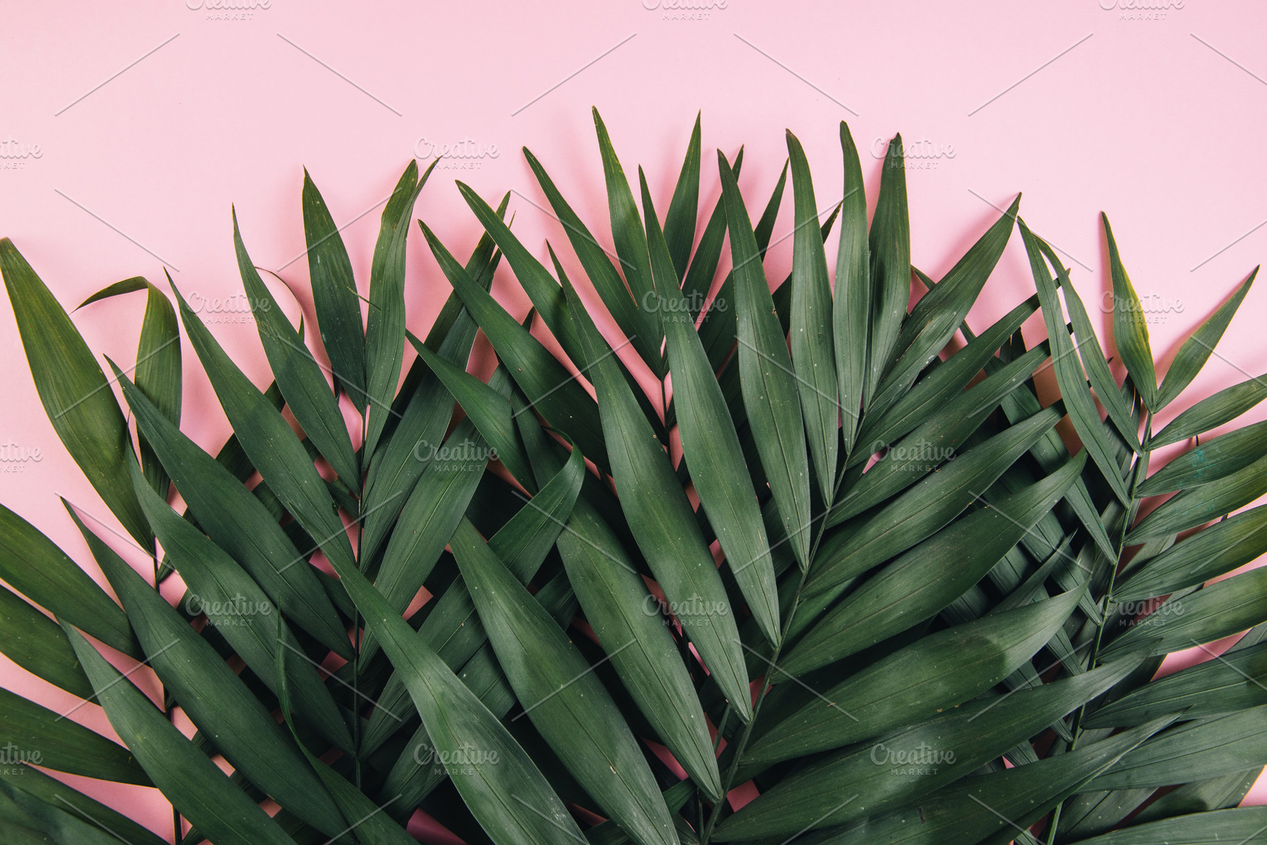 Tropical palm leaves containing background, summer, and palm, a Nature Photo by Cherkas Photography