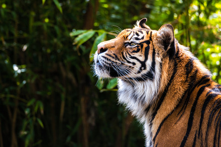 Bengal tiger stock photo containing tiger and wildlife