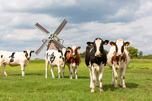 5 staring cows in front of a windmil