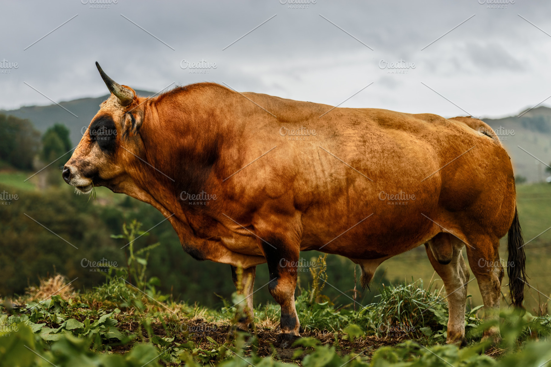 Asturian Valley Bull in a rural land, an Animal Photo by Perpis
