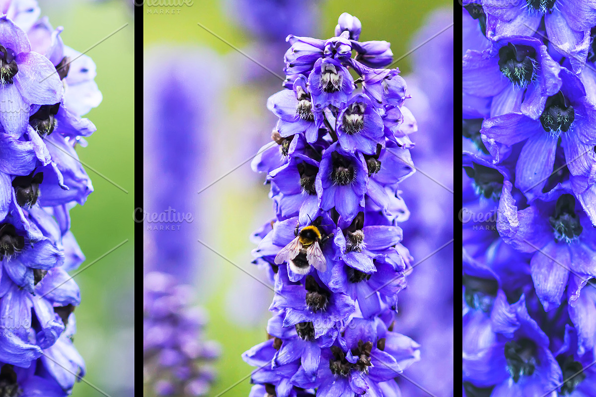 22 stock photos set. Nature, flowers, a Nature Photo by pictures for you (Photo 6 of 6)