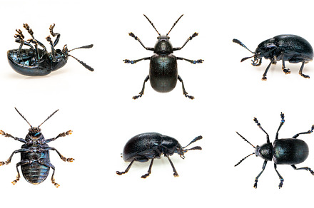 Group of blue milkweed beetle.Insect, an Animal Photo by yod67
