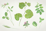 Flowers watercolor set, a Work Illustration by lapi-olesya (Thumbnail 4 of 4)