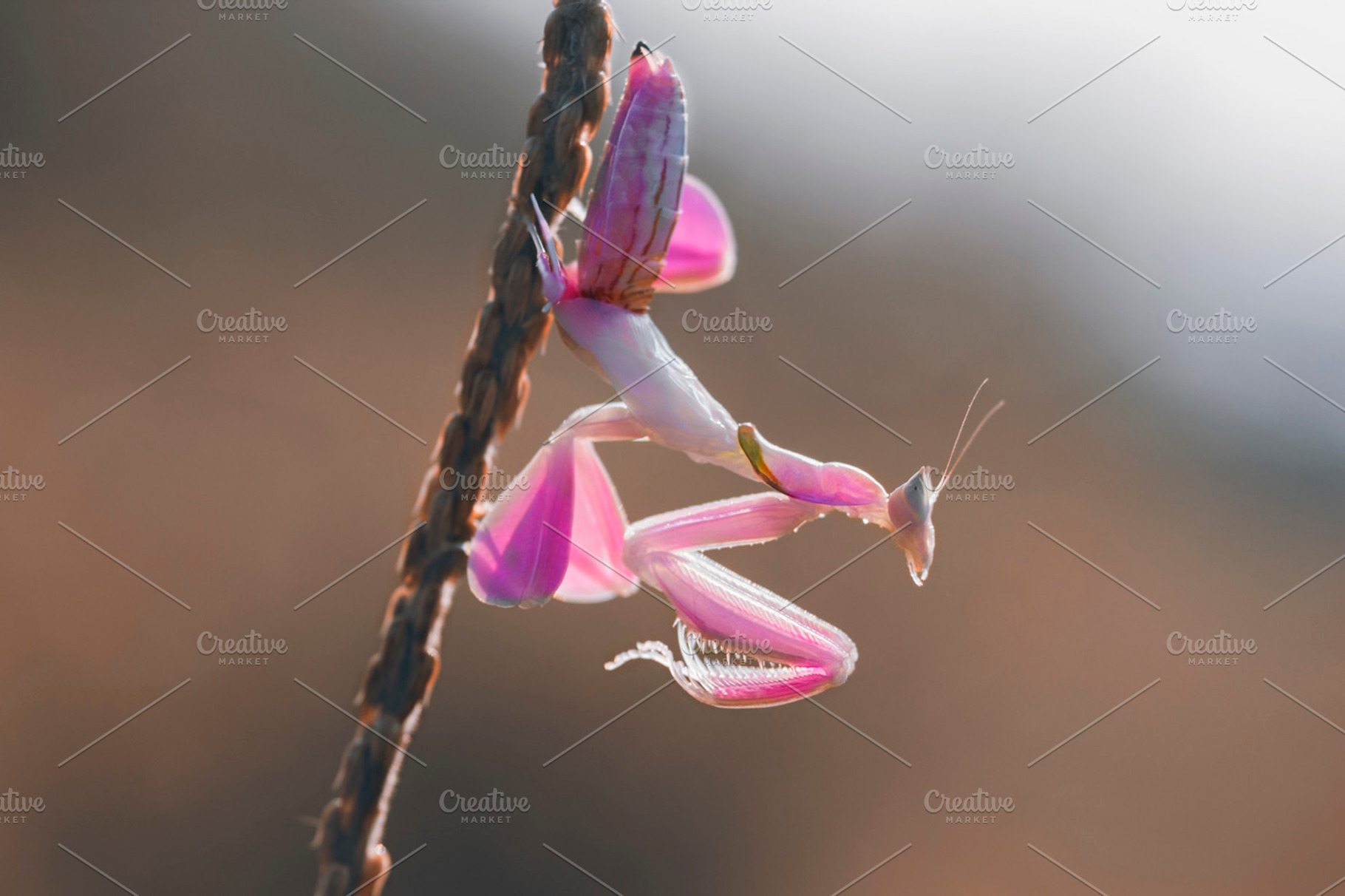 Orchid mantis insect macro stock photo containing orchid mantis and insect, an Animal Photo by roni kurniawan