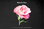 Watercolor pink wedding flowers set, an Object Illustration by Art and Funny (Thumbnail 3 of 3)