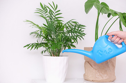 A man waters a palm tree plant from watering can. Care of home plants., a Nature Photo by Detriana