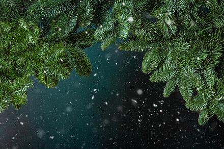 Fir branches background, a Holiday Photo by Pandateam