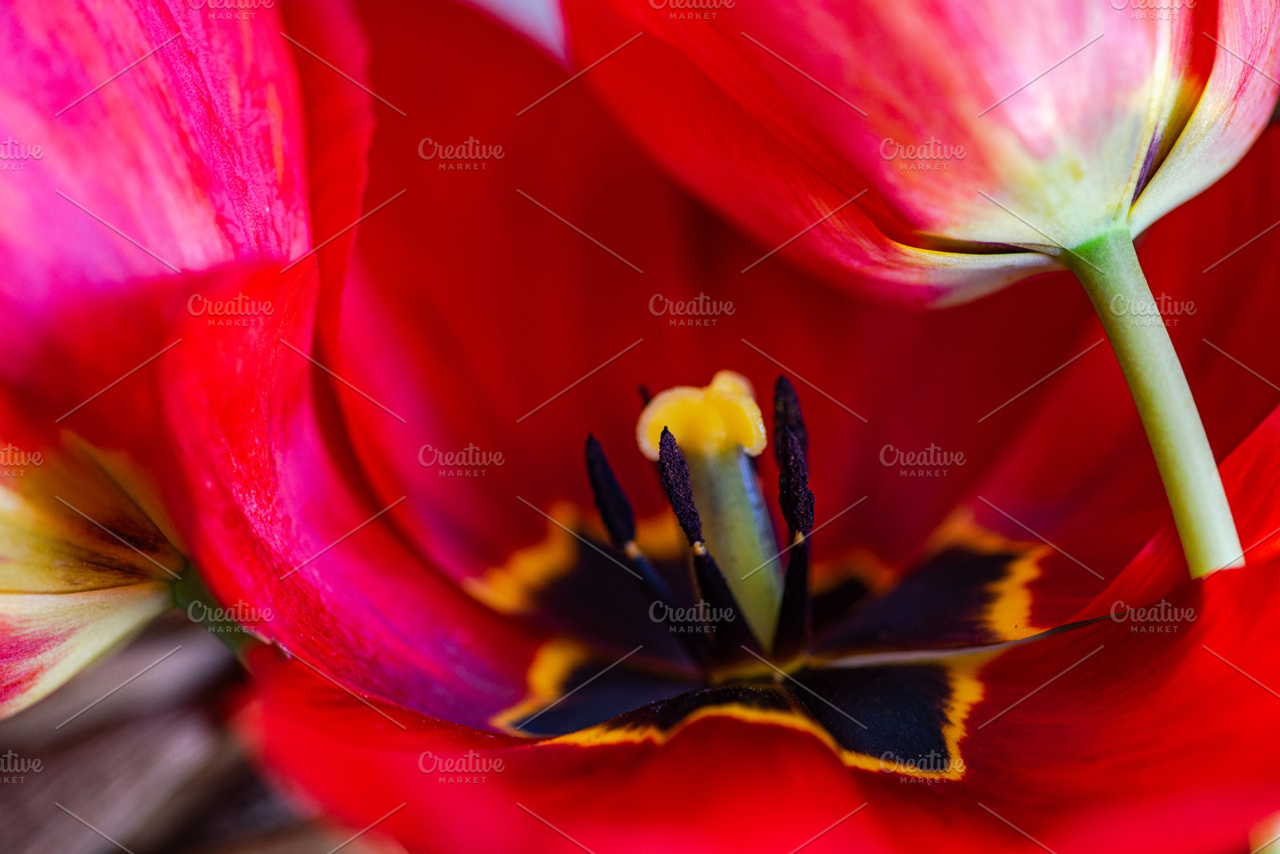 Close up of red tulip's petal in bouquet, a Nature Photo by Anna Bogush