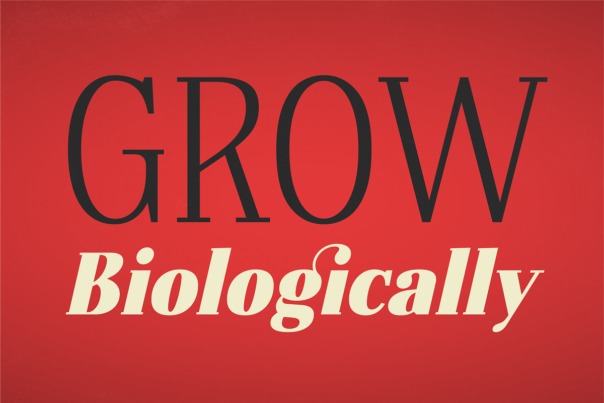 Petroles - Font Family, a Font by Punch (Photo 3 of 7)