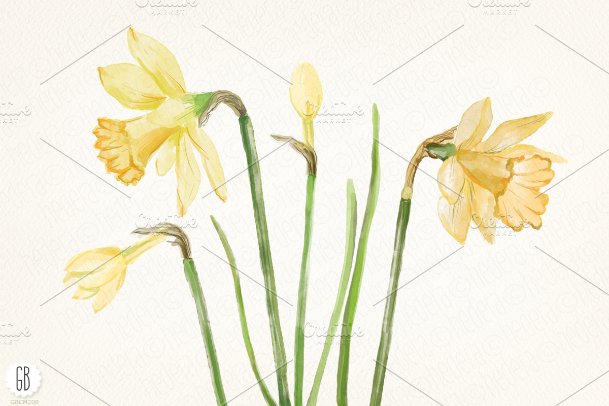 Watercolor narcissus, daffodils, an Illustration by GrafikBoutique (Photo 3 of 3)