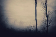 Halloween Forest pack 2018 Hi Res, a Nature Photo by Atmospheric visuals (Thumbnail 6 of 11)