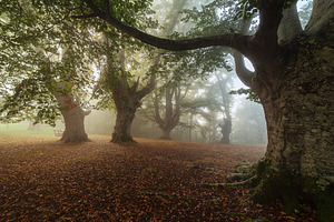 Beech forest in natural gorbea park stock photo containing belaustegui and