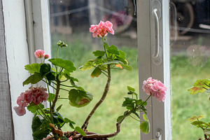 Houseplant in a pot on the windowsi, a Holiday Photo by Schreibikus