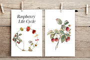 Raspberry Life Cycle Set, an Education Illustration by Tati Bordiu (Thumbnail 3 of 4)