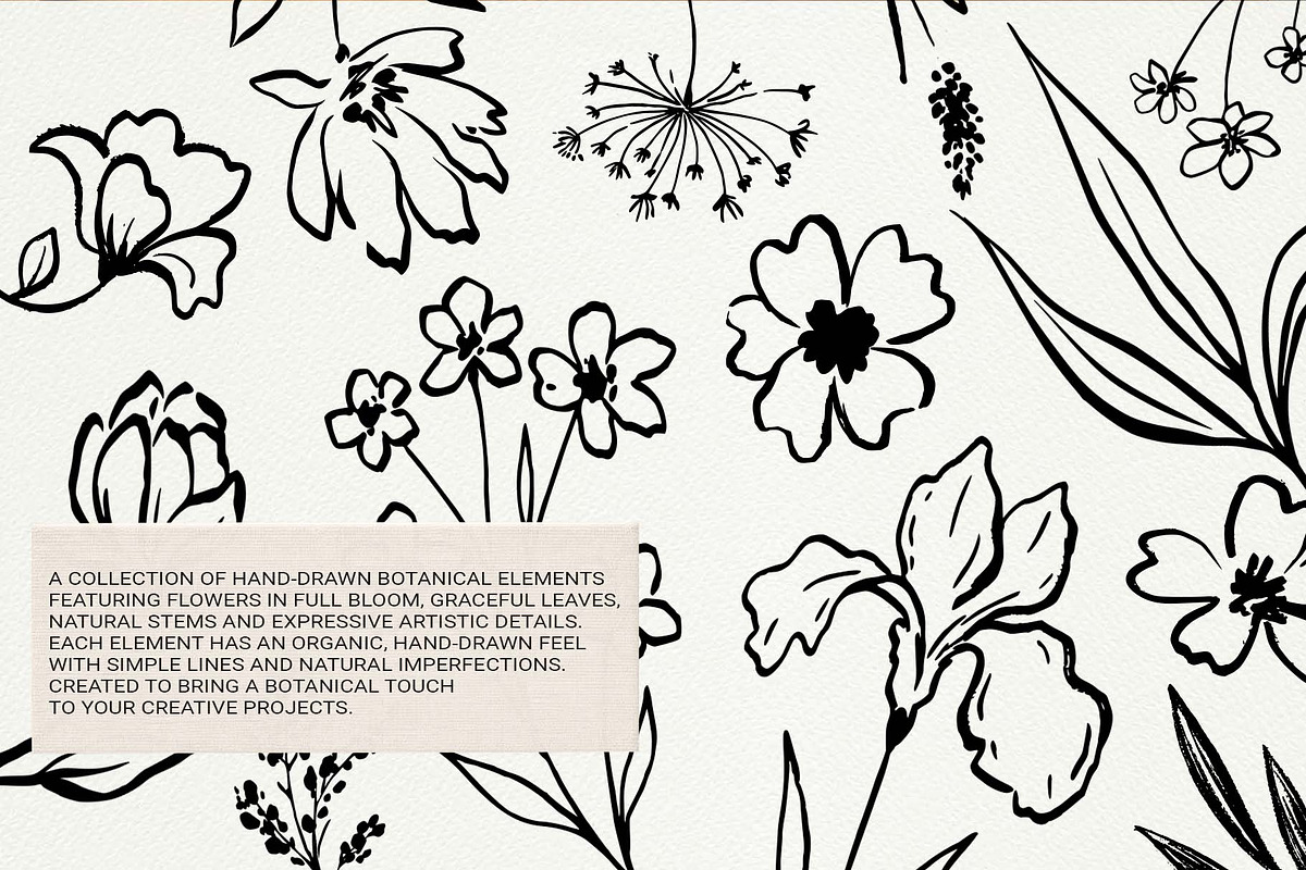 Hand Drawn Ink Botanical Elements, a Decorative Illustration by Irina Ostapenko (Photo 9 of 10)