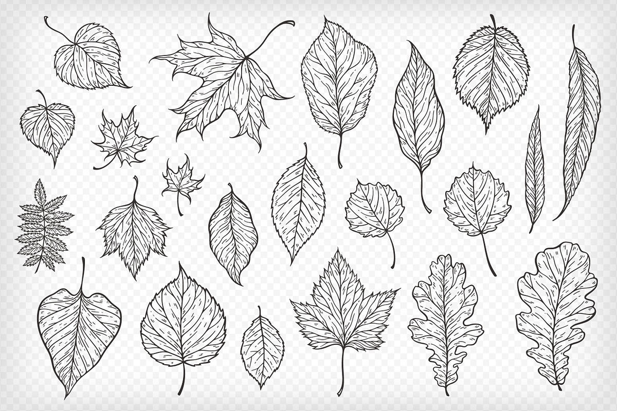 Hand drawn leaves collection, a Decorative Illustration by IreneArt illustrations (Photo 3 of 4)