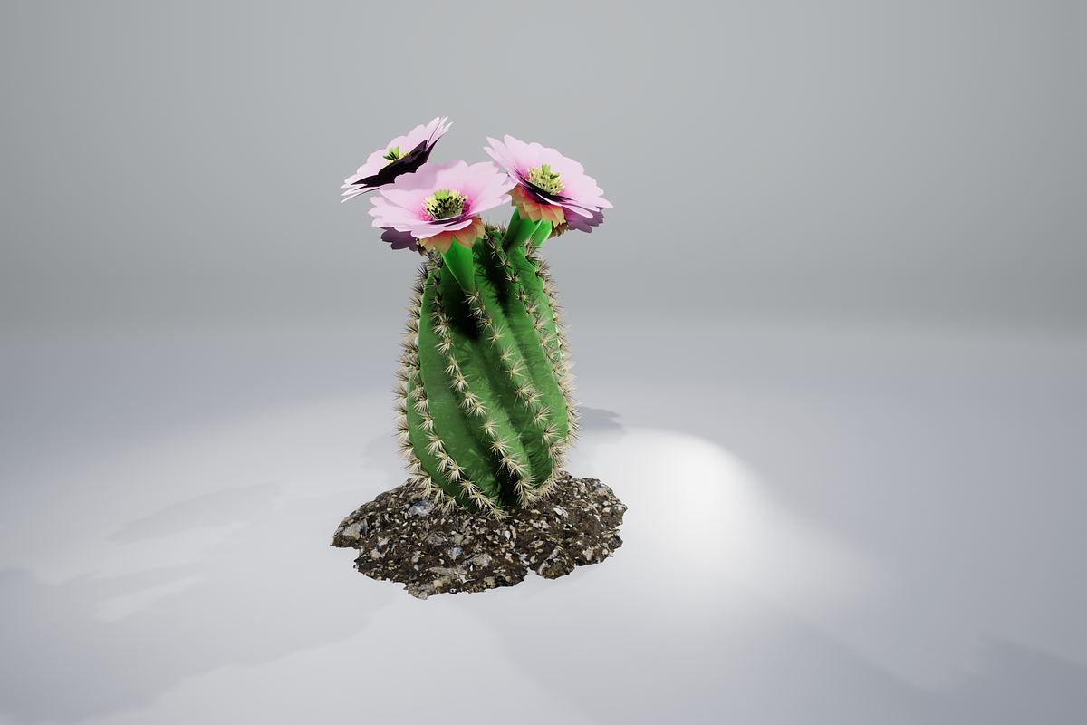 Spiral Cactus, an Environmental 3D Model by AndrewWhite (Photo 7 of 13)