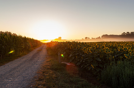 Sunflower field at sunrise along the Chemin du Puy, French route of the Way of, an Architecture Photo by Bepslabor