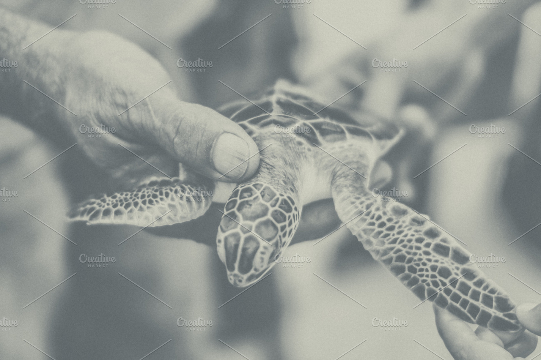 Turtle featuring small turles, grand cayman, and island